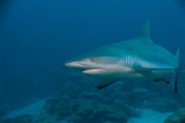 Fishing Prohibitions Produce More Sharks Along With Problems for Fishing Communities, Scientists Find